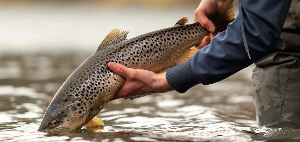 Spin Fishing for Trout: A Complete Guide with Expert Tips