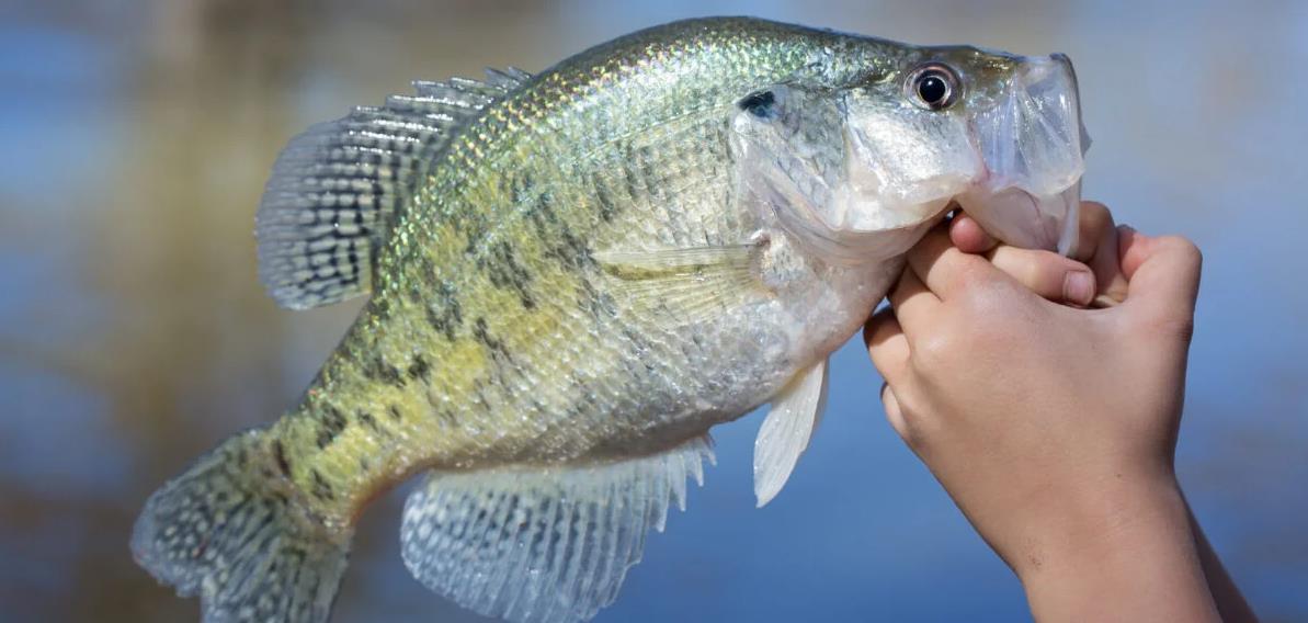 How to Catch Crappie: A Complete Guide