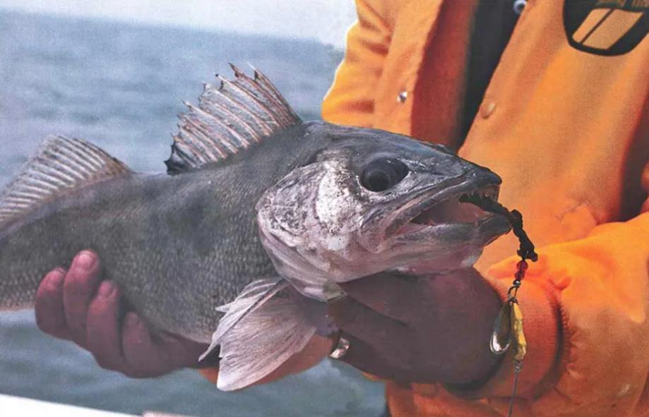 No Forward-Facing Sonar? Here’s How to Catch Late-Summer Walleyes the Traditional Way